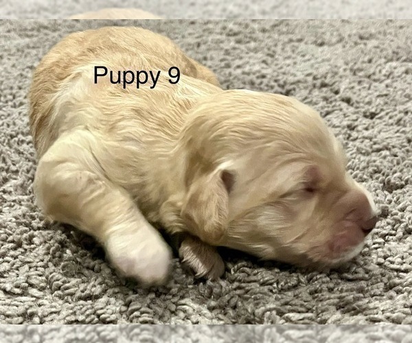 Medium Photo #13 Goldendoodle Puppy For Sale in SIGNAL MOUNTAIN, TN, USA