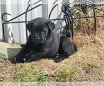 Small #5 Labrador Retriever