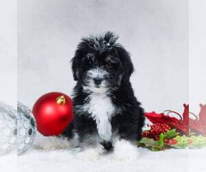 Bernedoodle-Poodle (Miniature) Mix Puppy for sale in DALTON, OH, USA