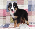 Small #4 Miniature Australian Shepherd