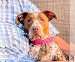 Small #3 Dalmatian-German Shorthaired Pointer Mix