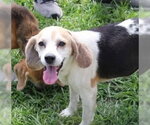 Small #1 Beagle