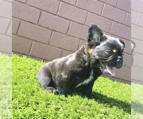 Medium Photo #83 French Bulldog Puppy For Sale in JACKSONVILLE, FL, USA