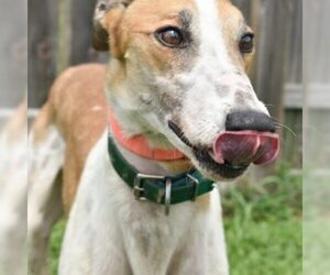 Greyhound Dogs for adoption in Grandville, MI, USA