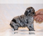 Small #8 Poodle (Toy)