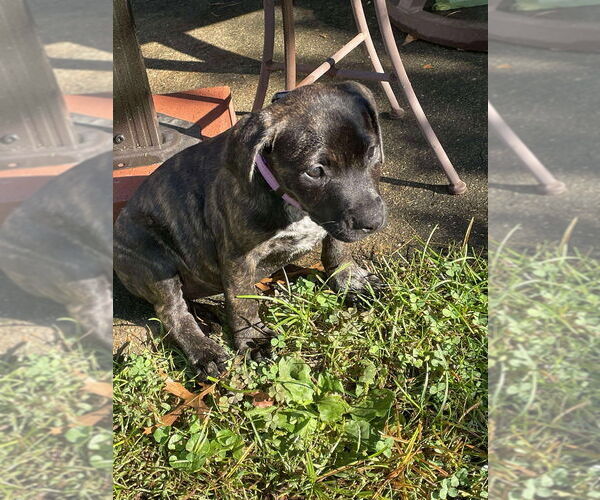 Medium Photo #2 American Pit Bull Terrier-American Staffordshire Terrier Mix Puppy For Sale in Wenonah, NJ, USA