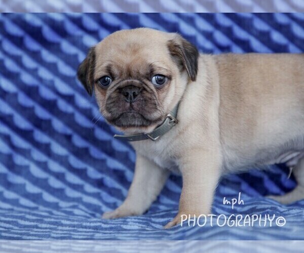 Full screen Photo #3 Jug Puppy For Sale in LIBERTY, KY, USA