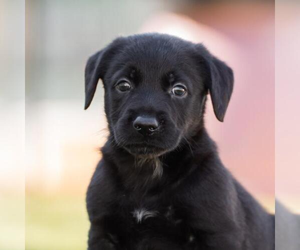 Medium Photo #1 Dachshund-Unknown Mix Puppy For Sale in San Diego, CA, USA