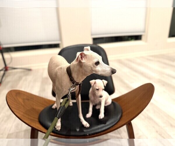 Medium Photo #8 Italian Greyhound Puppy For Sale in SAN DIEGO, CA, USA