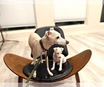 Small #7 Italian Greyhound