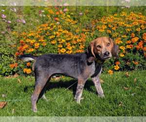 Beagle-Unknown Mix Dogs for adoption in Brooklyn Center, MN, USA