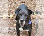 Small Photo #18 Labrador Retriever-Unknown Mix Puppy For Sale in Ellijay, GA, USA