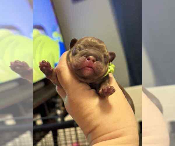 Medium Photo #5 French Bulldog Puppy For Sale in PEWAUKEE, WI, USA