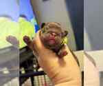 Small #4 French Bulldog