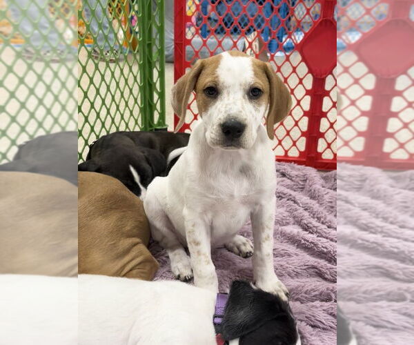 Medium Photo #10 Mutt Puppy For Sale in Wenonah, NJ, USA