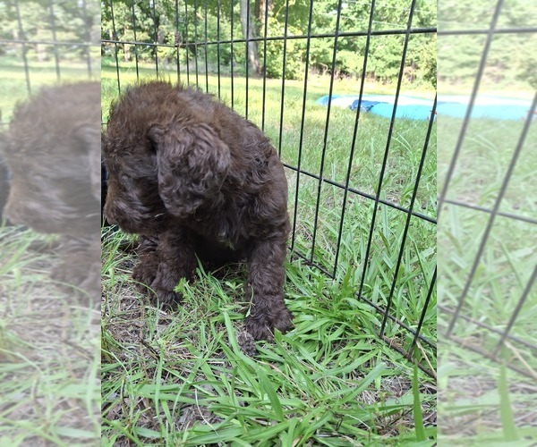 Medium Photo #9 Labradoodle Puppy For Sale in SNOW CAMP, NC, USA