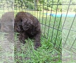 Small Photo #9 Labradoodle Puppy For Sale in SNOW CAMP, NC, USA