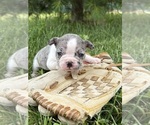 Small #3 French Bulldog