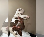 Small Photo #12 Alapaha Blue Blood Bulldog Puppy For Sale in HAMILTON, NJ, USA