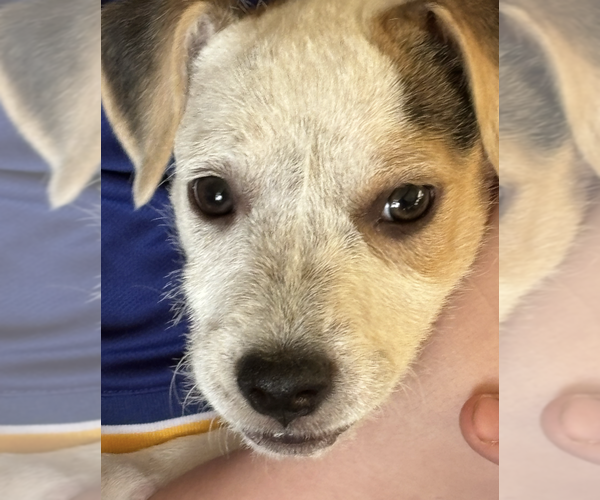 Medium Photo #1 Mutt Puppy For Sale in Candler, NC, USA