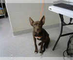 ELLIE - Female American Staffordshire Terrier Dog for Adoption - Small photo