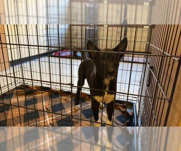 Medium Photo #6 Border Collie-Unknown Mix Puppy For Sale in Lewistown, PA, USA