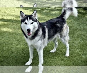 Siberian Husky Dogs for adoption in Sarasota, FL, USA