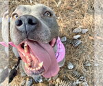 Small Photo #5 American Staffordshire Terrier Puppy For Sale in San Juan Capistrano, CA, USA