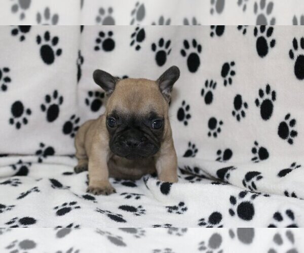 Medium Photo #4 French Bulldog Puppy For Sale in PALOS VERDES ESTATES, CA, USA