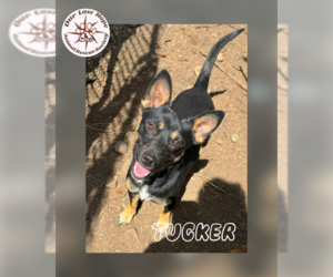 Mutt Dogs for adoption in Princeton, British Columbia, Canada