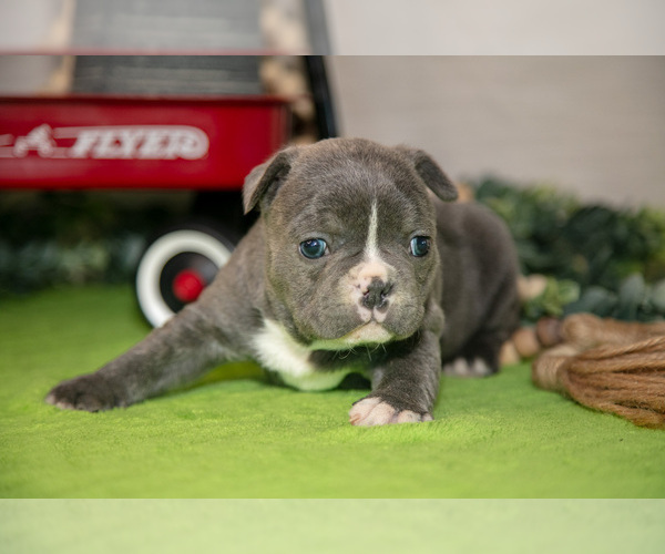 Medium Photo #10 Faux Frenchbo Bulldog Puppy For Sale in FRESNO, OH, USA