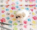 Small #4 Shih Tzu