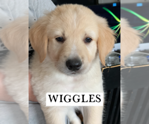 Labrenees Puppy for Sale in WASHOUGAL, Washington USA