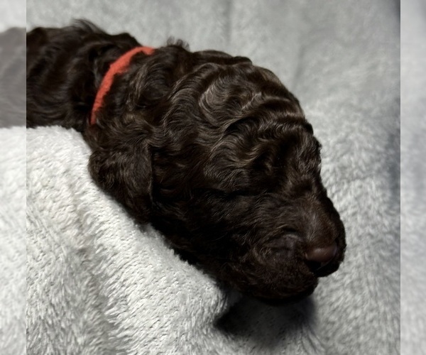 Medium Photo #24 Goldendoodle Puppy For Sale in HOWARD CITY, MI, USA