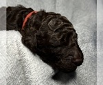 Small #4 Goldendoodle