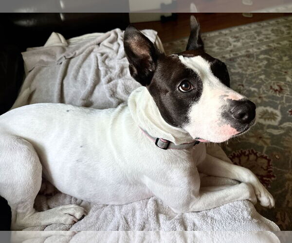 Medium Photo #2 American Pit Bull Terrier-Unknown Mix Puppy For Sale in Staten Island, NY, USA