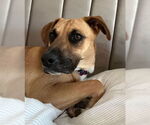 Small #2 Mutt