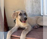 Small #5 Anatolian Shepherd-Great Pyrenees Mix