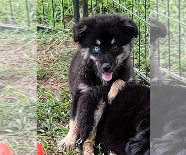 Medium Photo #3 Miniature Australian Shepherd Puppy For Sale in OCTAVIA, OK, USA