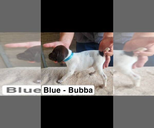 Medium Photo #2 German Shorthaired Pointer Puppy For Sale in EDENTON, NC, USA