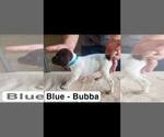 Small Photo #6 German Shorthaired Pointer Puppy For Sale in EDENTON, NC, USA