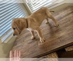 Small Photo #9 Labrador Retriever Puppy For Sale in OAKLEY, CA, USA