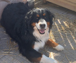 Small Photo #1 Saint Bernese Puppy For Sale in BELLEVILLE, WI, USA