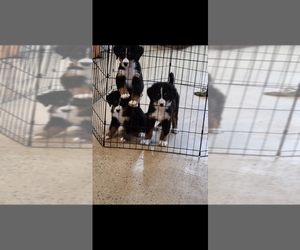 Bernese Mountain Dog Puppy for Sale in GOSHEN, Indiana USA