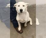 Small Labrador Retriever-Siberian Husky Mix