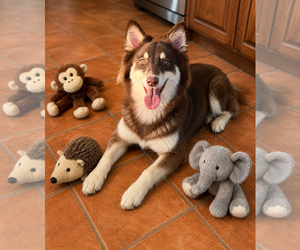 Australian Shepherd Dogs for adoption in Dallas, TX, USA