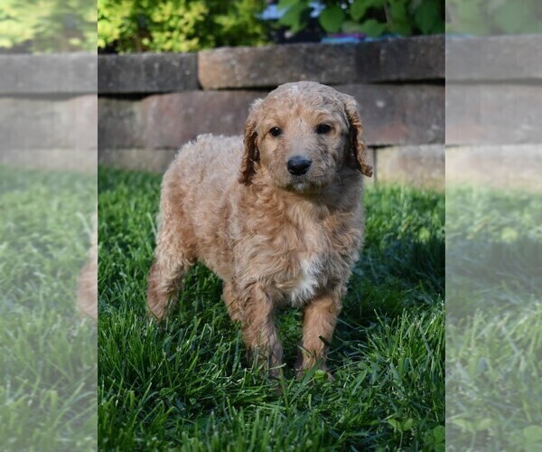 Medium Photo #4 Goldendoodle-Poodle (Standard) Mix Puppy For Sale in MILLERSBURG, OH, USA