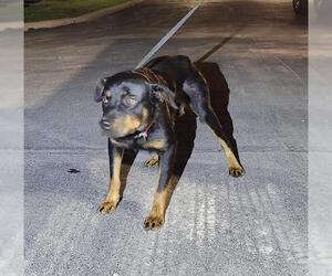 Rottweiler-Unknown Mix Dogs for adoption in San Antonio, TX, USA