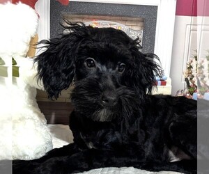 Schnoodle (Miniature) Puppy for sale in MORENO VALLEY, CA, USA