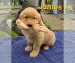 Small Golden Retriever
